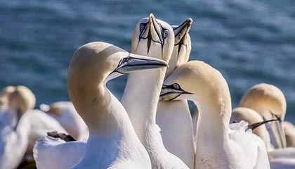 爱游戏官网-俄罗斯队重组阵容，欧洲门票争夺战打响，俄罗斯 国家队