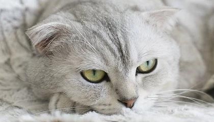 爱游戏官网-俄罗斯队重组阵容，欧洲门票争夺战打响，俄罗斯 国家队