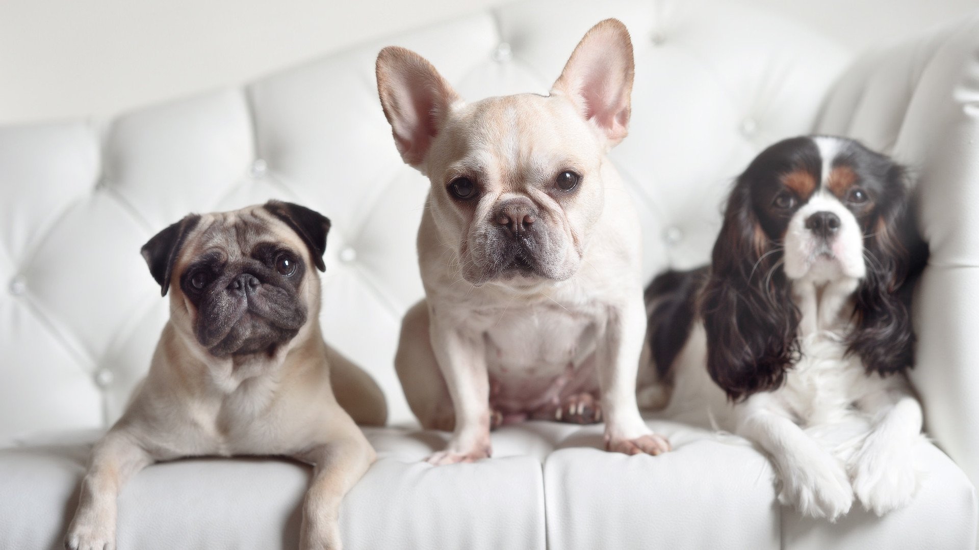 精彩对决！欧洲足坛巨星将在场上较量，欧洲足球明星队