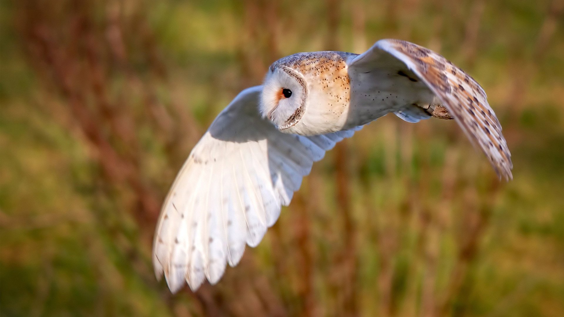 诺里奇城反击速度惊人,黄蜂军团冲超在望,诺里奇治安