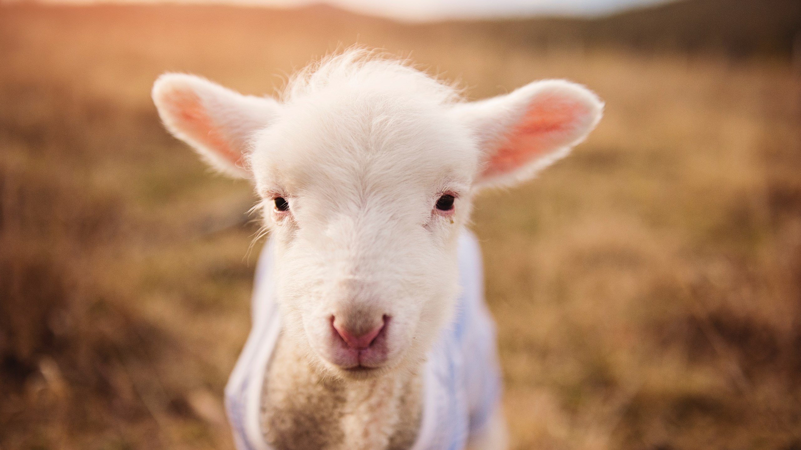 阿根廷联赛季后赛竞争激烈,阿根廷联赛宣布提前结束