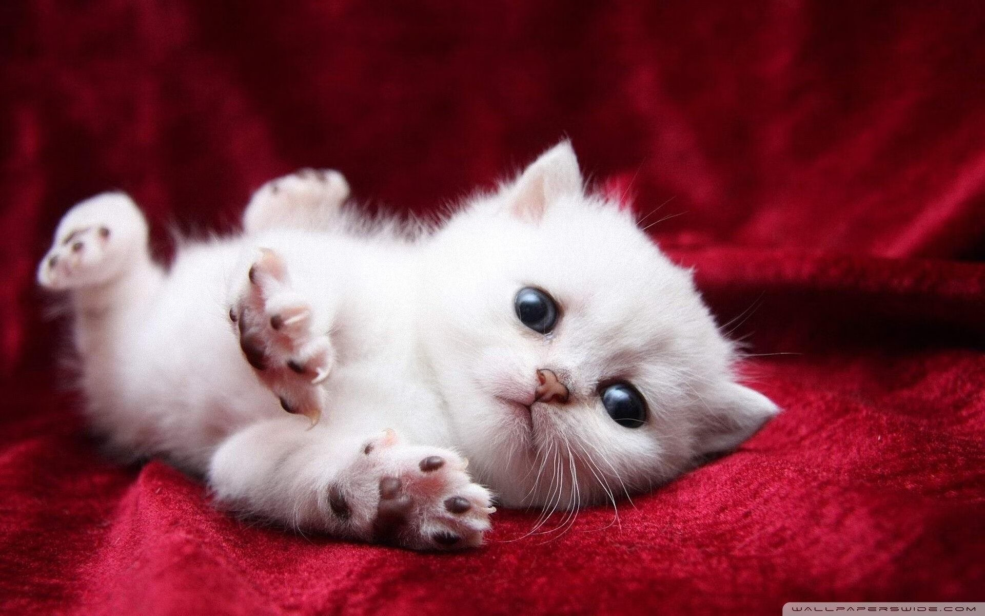 体育教师专业发展支持体系与教师满意度关系研究,对体育教师专业素养的评价包括