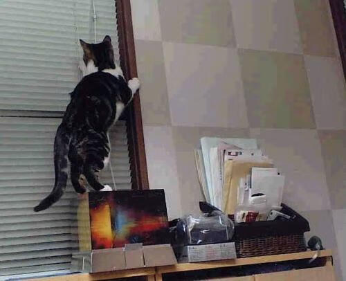 青少年运动心理发展特点及教育策略,青少年运动发展规律