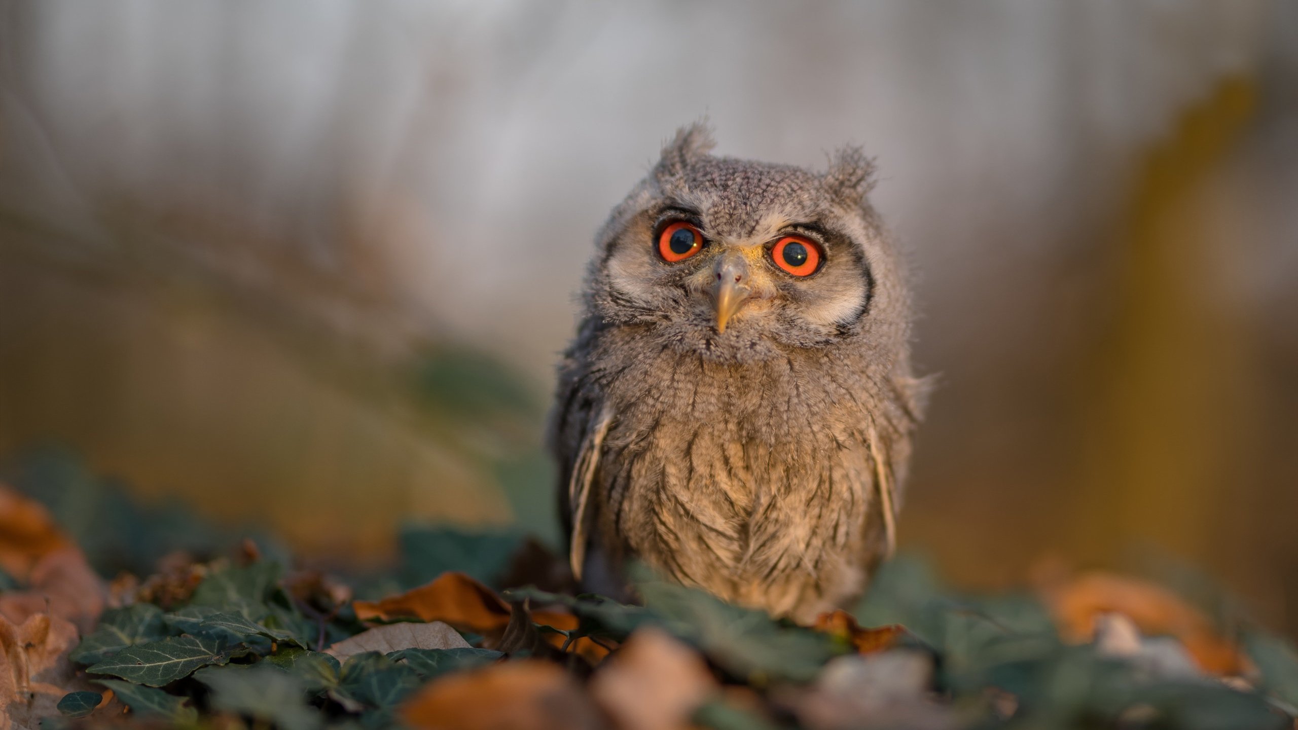 中国女篮进攻端表现突出,中国女篮强势夺金
