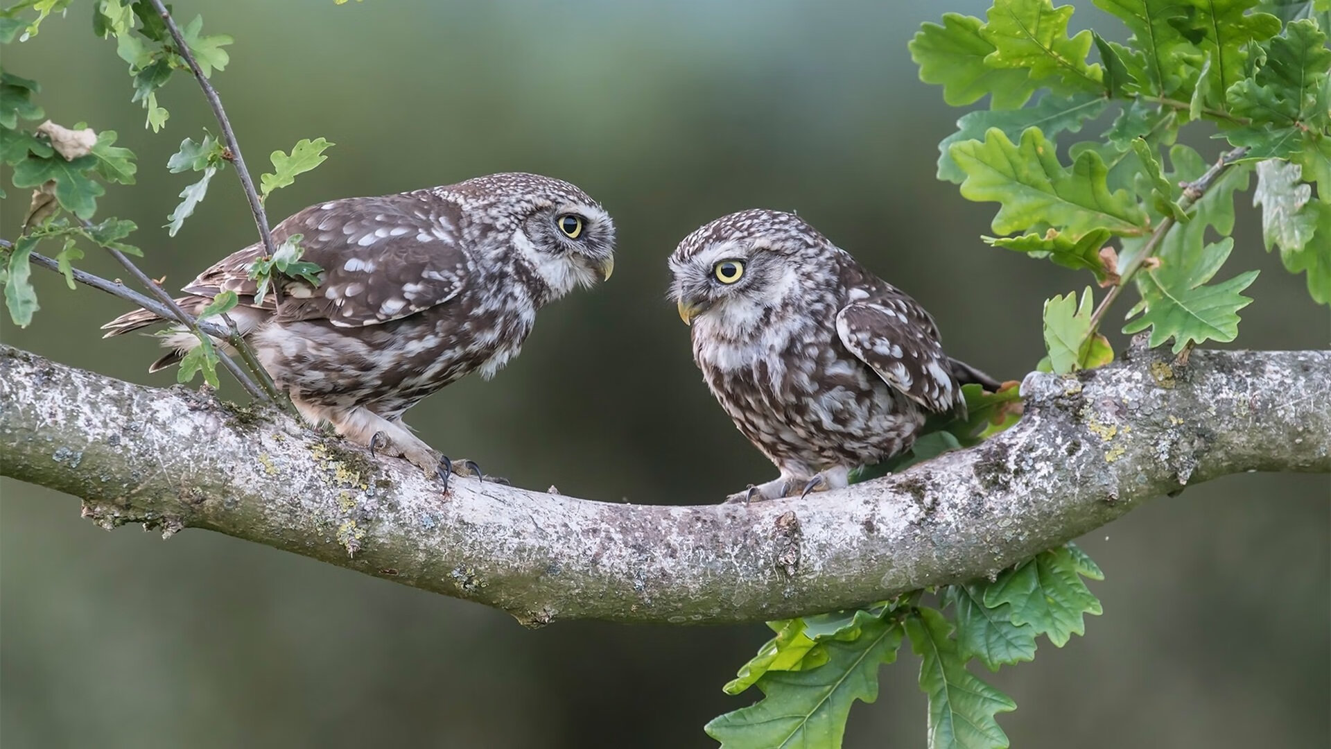 爱游戏官网-五大联赛出场球员跑动距离与战术体系关系，球员跑动距离数据