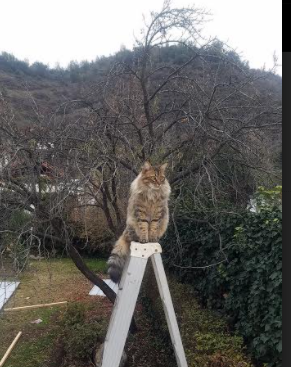 切尔西防守反击战术效果显著,切尔西战术打法