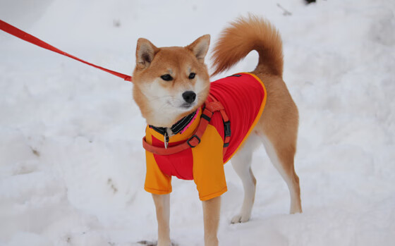 加拿大队赛制研究:如何通过赛制创新提升比赛效率,加拿大赛道