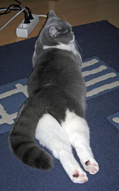 大数据平台支持运动表现分析,问题_大数据驱动下的体育究竟是风险还是不确定事件