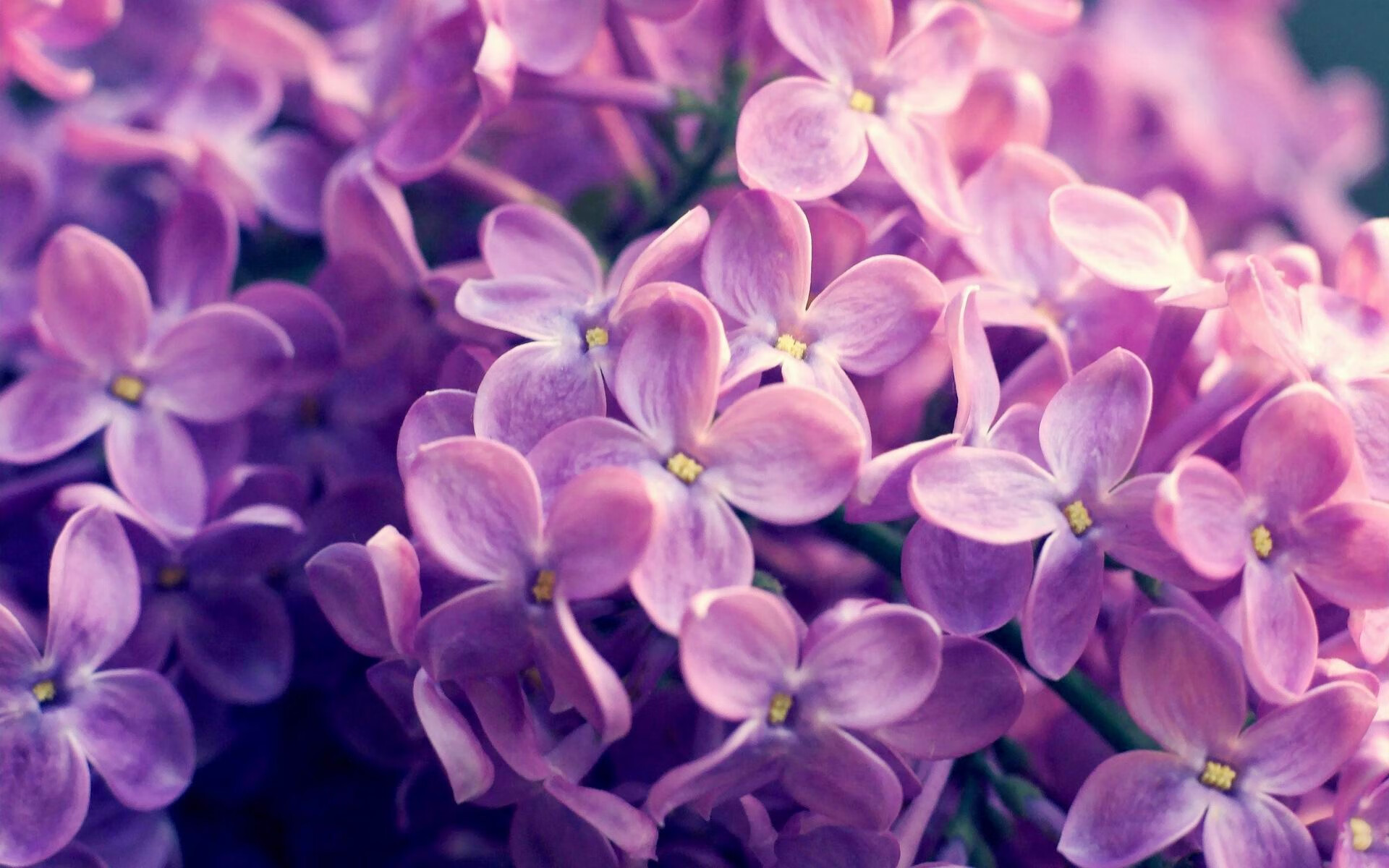 奥运男子举重项目中国选手训练量增加,中国奥运男子举重队