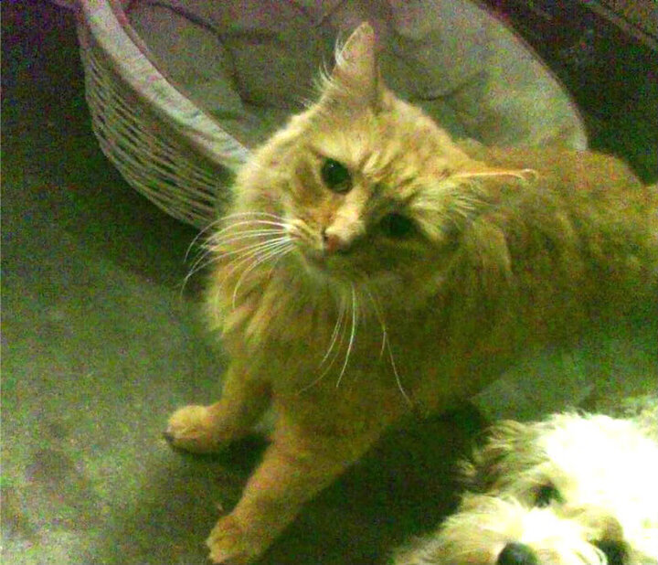 自由泳中美澳激战 美队笑到最后,美国4×200自由泳接力