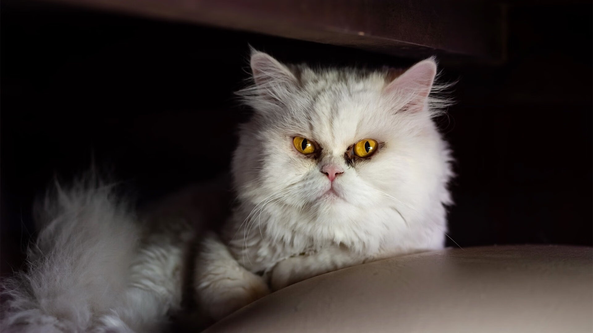 爱游戏体育平台-“亚戈·卡尔曼：阿根廷美洲狮队的全能后卫，未来值得期待”