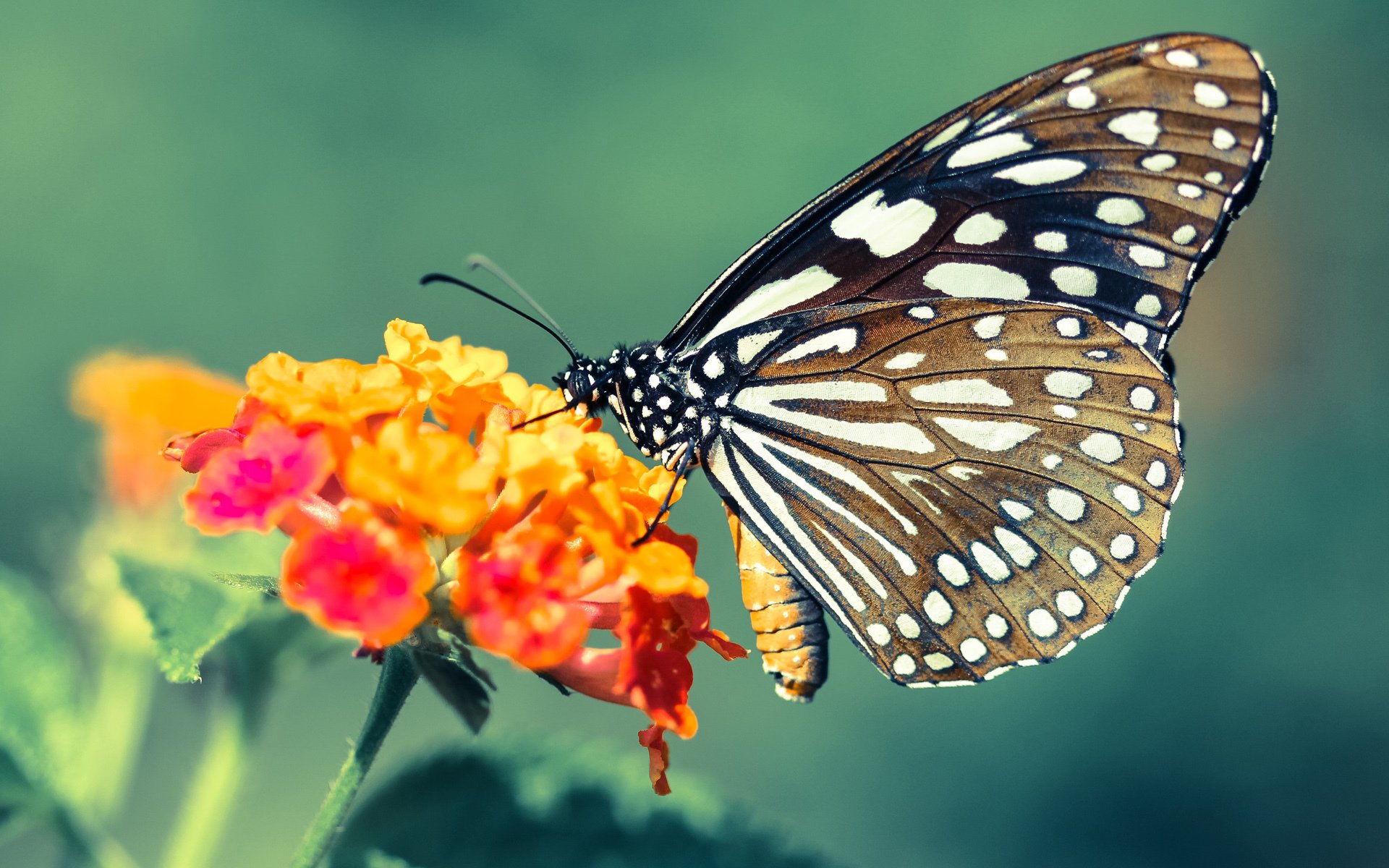 “马科斯·梅特罗:阿根廷美洲狮队的后防英雄,未来再创辉煌”