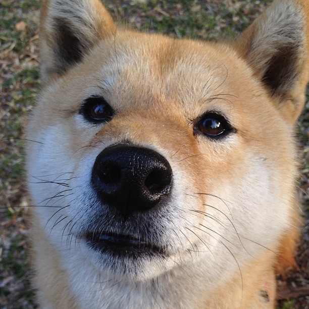 意甲激烈角逐:战术、激情、荣耀逐一呈现,意甲争4