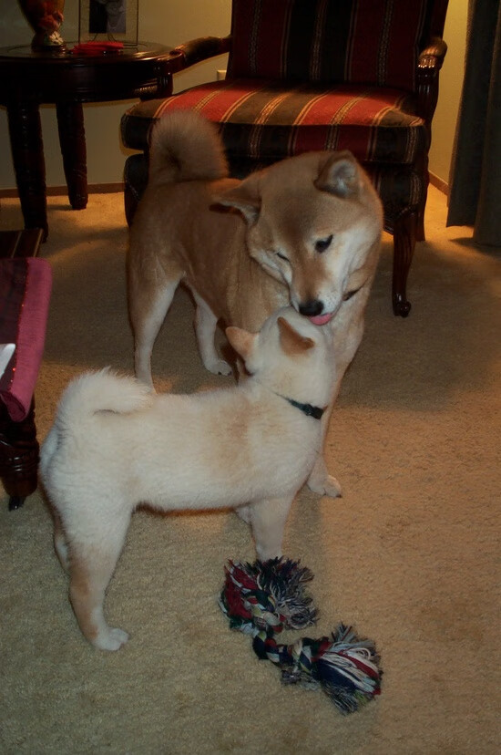 橄榄球科研项目落地多所大学,橄榄球最厉害的大学