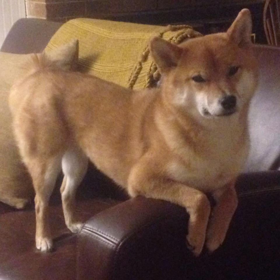 -水球关键战南非顶住压力，南非女水球