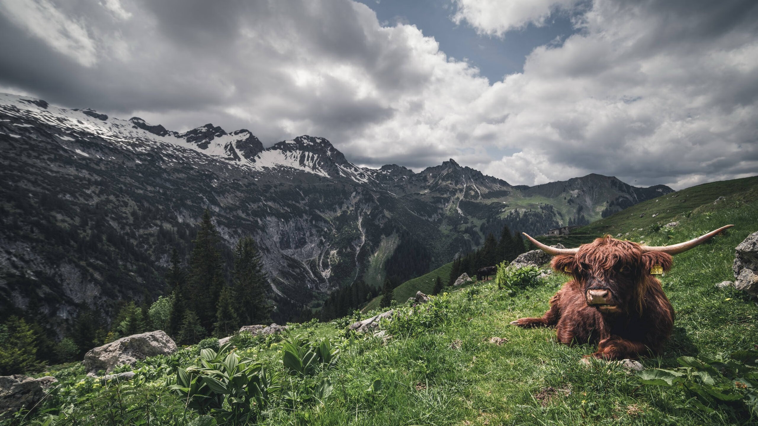 AYX GAME-足球智能技术升级，VAR系统再度优化，足球var技术应用